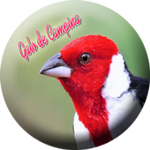 Canto Do Galo Campina Download Gratis Femea De Galo De Campina For Android Apk Download