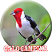Galo de campina valente
