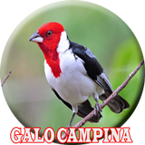Galo de campina valente أيقونة