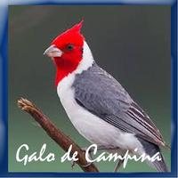 Galo de Campina Brazilian plakat