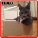 Album Kucing Lucu Terbaru APK