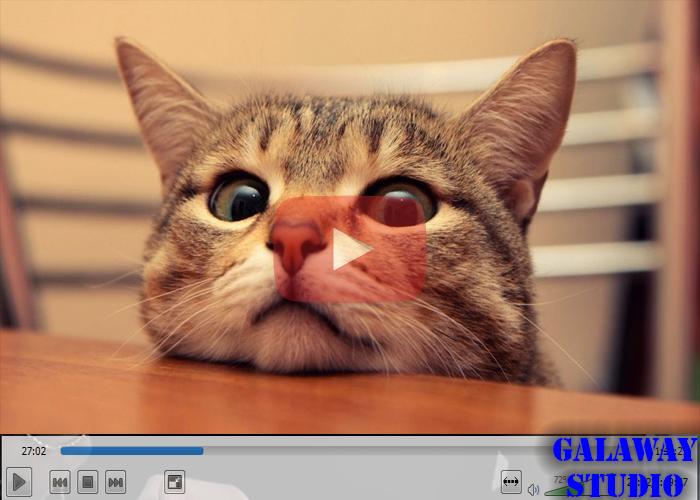 Album Kucing Lucu For Android Apk Download