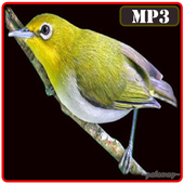 Masteran Burung Pleci Nembak For Android Apk Download