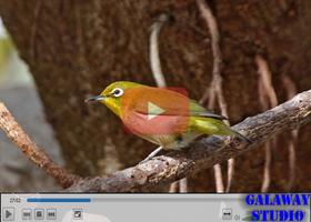 Masteran Burung Pleci Nembak captura de pantalla 3
