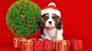Christmas Dogs Live Wallpaper 스크린샷 1