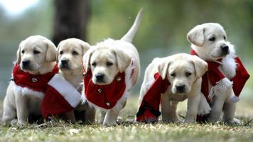 Christmas Dogs Live Wallpaper 스크린샷 2