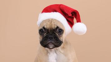 Christmas Dogs Live Wallpaper 스크린샷 3