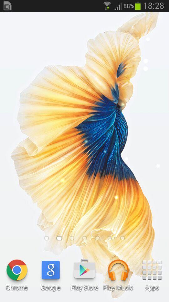 Unduh 400+ Wallpaper Cupang Bergerak HD Terbaik Unduh 400+ Wallpaper Cupang Bergerak HD Terbaik