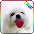 Dog Licking Screen Wallpaper APK
