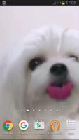 Dog Licking Screen Wallpaper Screenshot 2