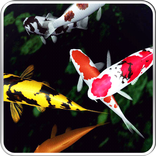 Koi 3D Live Wallpaper