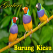 Burung Kicau Mania