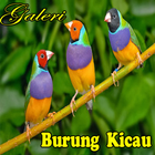 Burung Kicau Mania 圖標