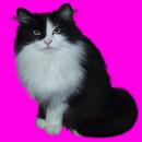 Pet Kitten : Daily Virtual Cat APK