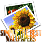 Simply The Best Wallpapers HD biểu tượng