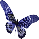 APK Alibrahim