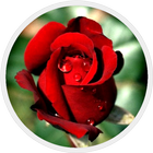 Gambar Bunga Mawar Merah icône