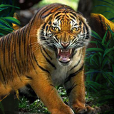 Tiger Hunter 2018 icône