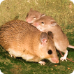 Mouse Family Sim