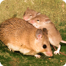 Mouse Family Sim APK