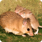Mouse Family Sim-icoon