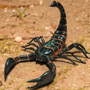 Scorpion Family Sim APK