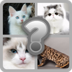 Guess these Cute Cats