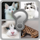 Guess these Cute Cats biểu tượng