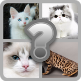 Guess these Cute Cats icône