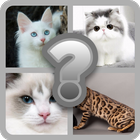 Guess these Cute Cats आइकन