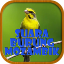 Suara Burung Mozambik APK