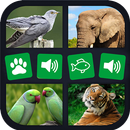 Animal sounds+pictures App For kids APK