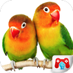 Educational Game Real Birds