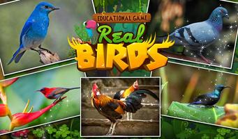 Educational Game Real Birds poster