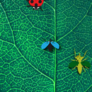 Coccinello APK