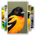 Love Bird Wallpaper
