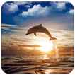 Adorable Dolphin Puzzles