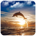 Adorable Dolphin Puzzles