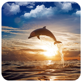 Adorable Dolphin Puzzles icône