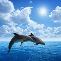 Adorable Dolphin Puzzles ภาพหน้าจอ 3