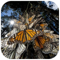 Amazing Butterfly Puzzles