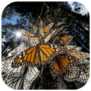 Amazing Butterfly Puzzles APK