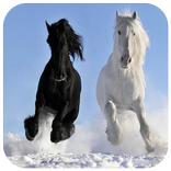 Gallop Horse Puzzles