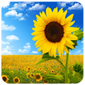 Sunflowers Flowers Puzzles
