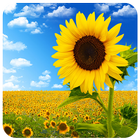 Sunflowers Flowers Puzzles आइकन