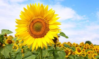 Sunflowers Flowers Puzzles gönderen