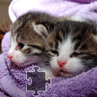 Cats Jigsaw Puzzles آئیکن