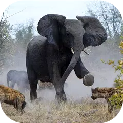 Descargar APK de Elefante enojad Jungle Rampage