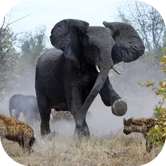 Angry Elephant Jungle Rampage