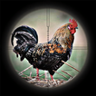 Sniper Chicken Hunting